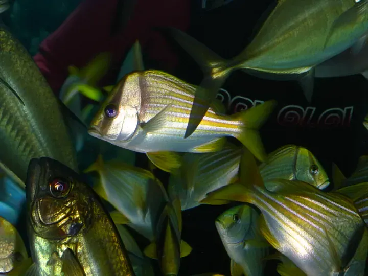 MegaPotato: Fish in an aquarium (640 × 480 px, 2005)