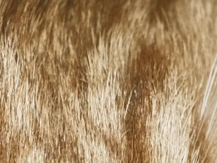 Original photo: a 64 × 48 px detail of the Cat photo