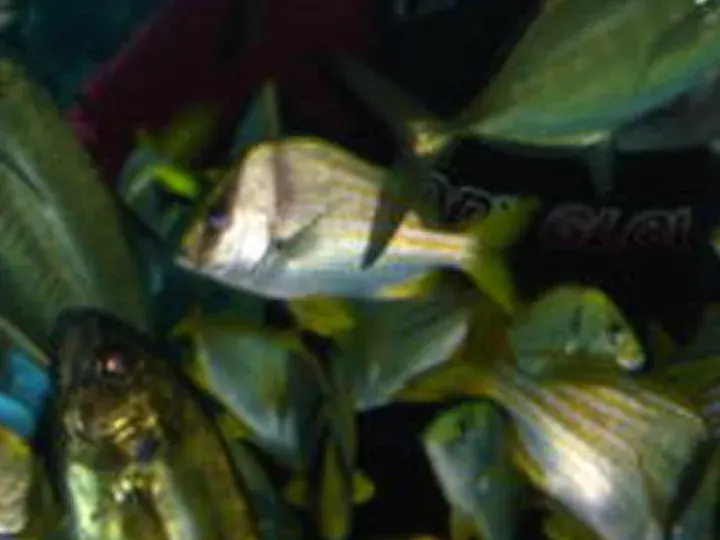 What every tool got: Fish in an aquarium (640 × 480 px, 2005)