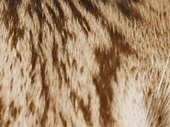 Magnific Creative: a 64 × 48 px detail of the Cat photo