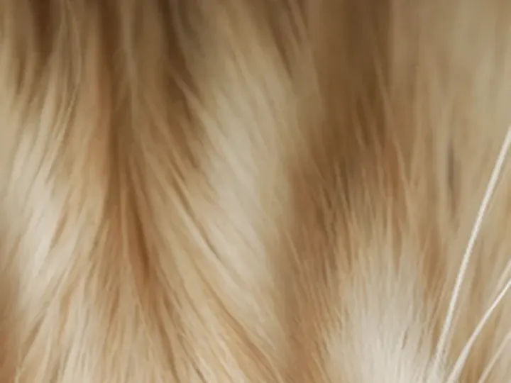 Recraft Creative: a 64 × 48 px detail of the Cat photo