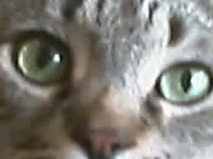What every tool got: A cat (640 × 480 px, 2004)
