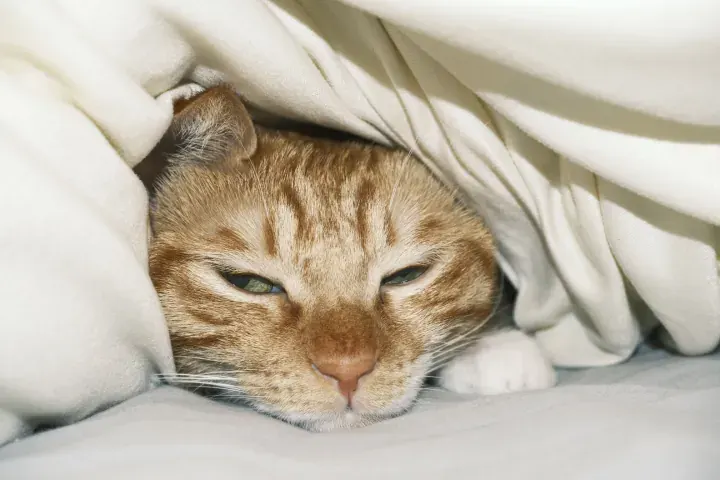 Cat · pet, fur