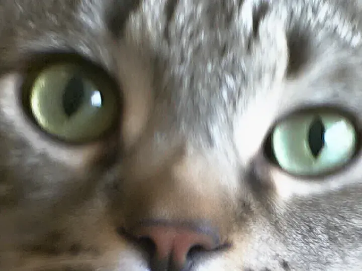 MegaPotato: A cat (640 × 480 px, 2004)