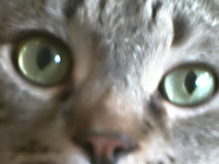 Topaz Wonder 3.5: A cat (640 × 480 px, 2004)