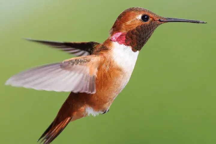 Hummingbird · wildlife, feathers
