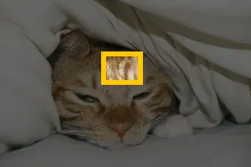 Where the detail is in the whole photo: Cat: a 64 × 48 px detail of the 504 × 336 px input.