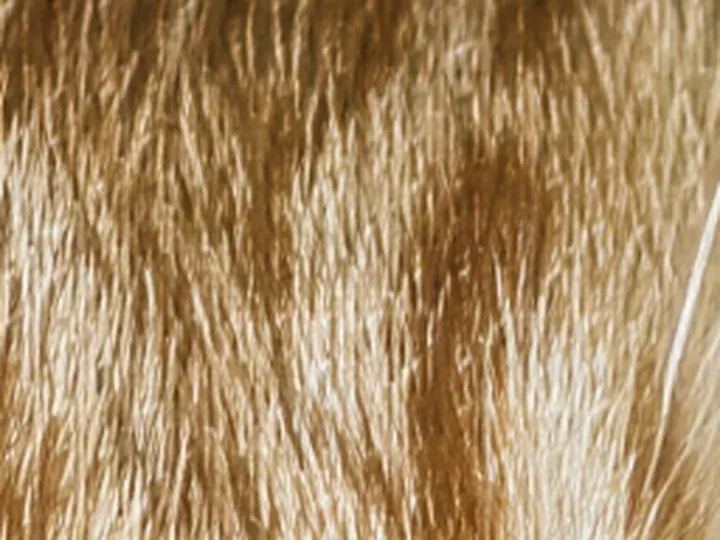 MegaPotato: a 64 × 48 px detail of the Cat photo
